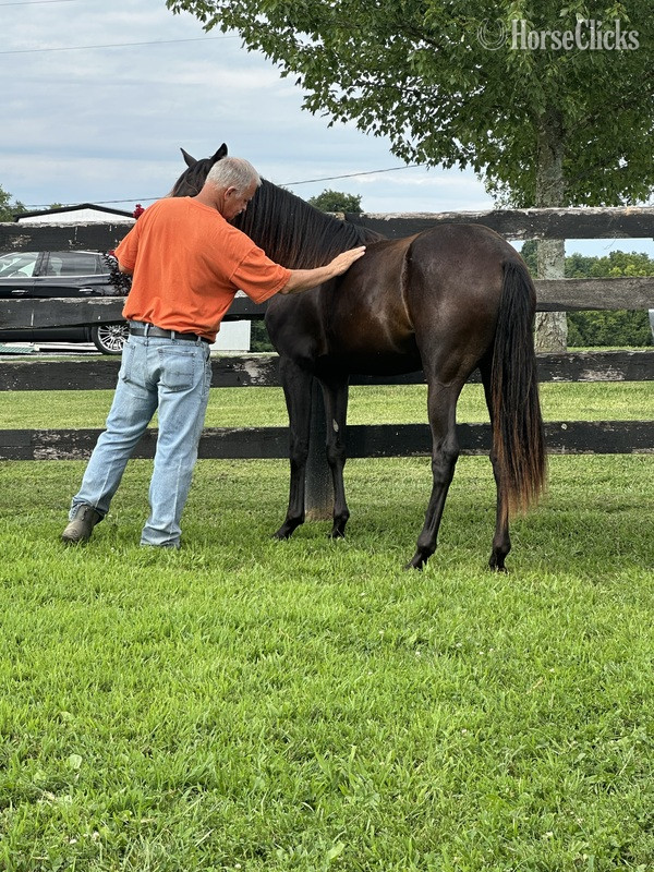 Kentucky "Blue Warning's Dark Shadow " Black Filly Rocky Mountain