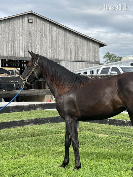 "Blue Warning's Dark Shadow " Black Filly Rocky Mountain Kentucky