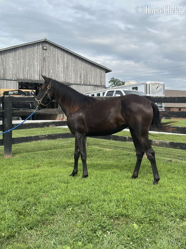 Rocky Mountain - "Blue Warning's Dark Shadow " Black Filly Rocky Mountain in Kentucky