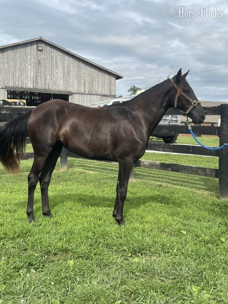 Rocky Mountain - "Blue Warning's Dark Shadow " Black Filly Rocky Mountain