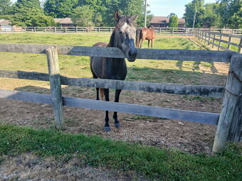 "Ginger?s Outlaw AKA Josey" Grey Filly Kentucky Mountain
