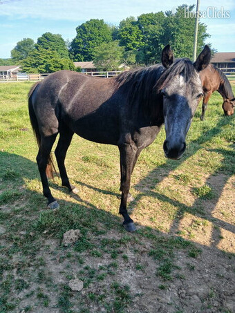 "Ginger?s Outlaw AKA Josey" Grey Filly Kentucky Mountain