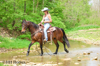 "WOODY" Bay Gelding Friesian