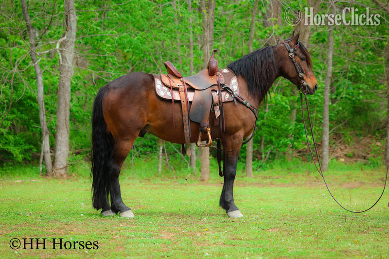 "WOODY" Bay Gelding Friesian