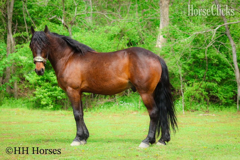Kentucky "WOODY" Bay Gelding Friesian