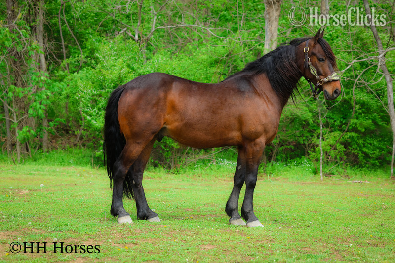 "WOODY" Bay Gelding Friesian - Friesian in Kentucky
