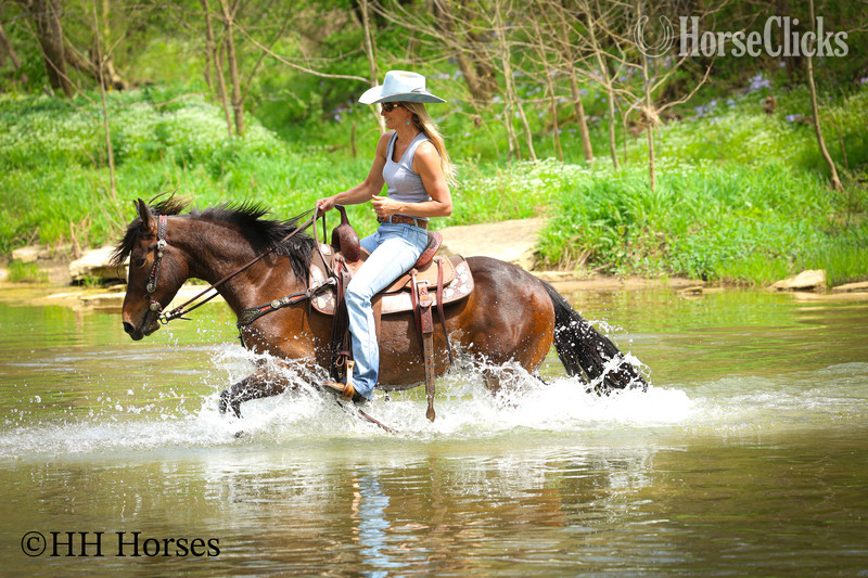"WOODY" Bay Gelding Friesian - Friesian