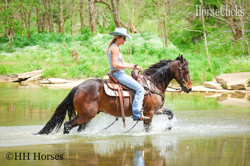 "WOODY" Bay Gelding Friesian Kentucky