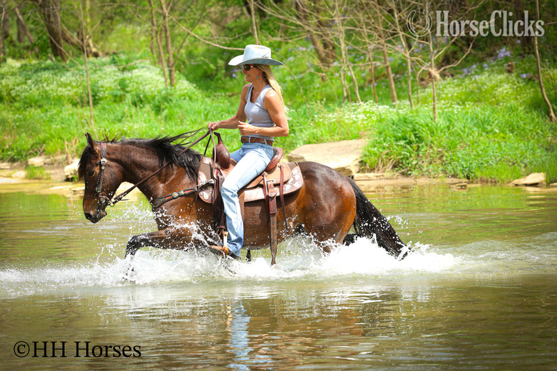 Friesian - "WOODY" Bay Gelding Friesian in Kentucky