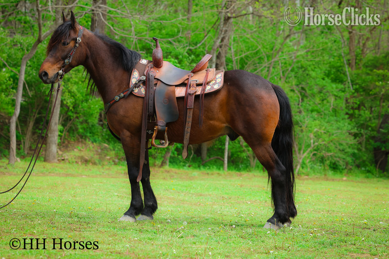 Friesian - "WOODY" Bay Gelding Friesian