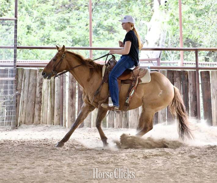 "Chicken Nugget" Sorrel Gelding Quarter Horse in Texas