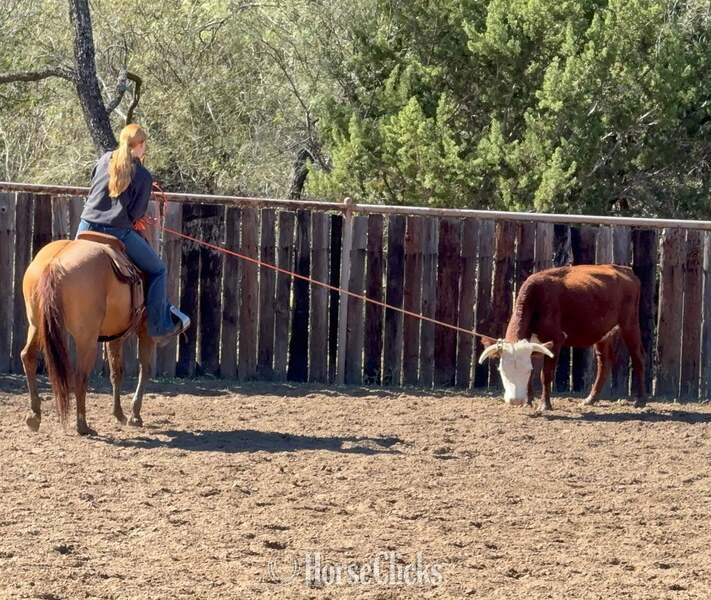 "Chicken Nugget" Sorrel Gelding Quarter Horse