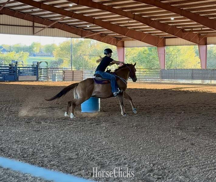 Texas "Chicken Nugget" Sorrel Gelding Quarter Horse