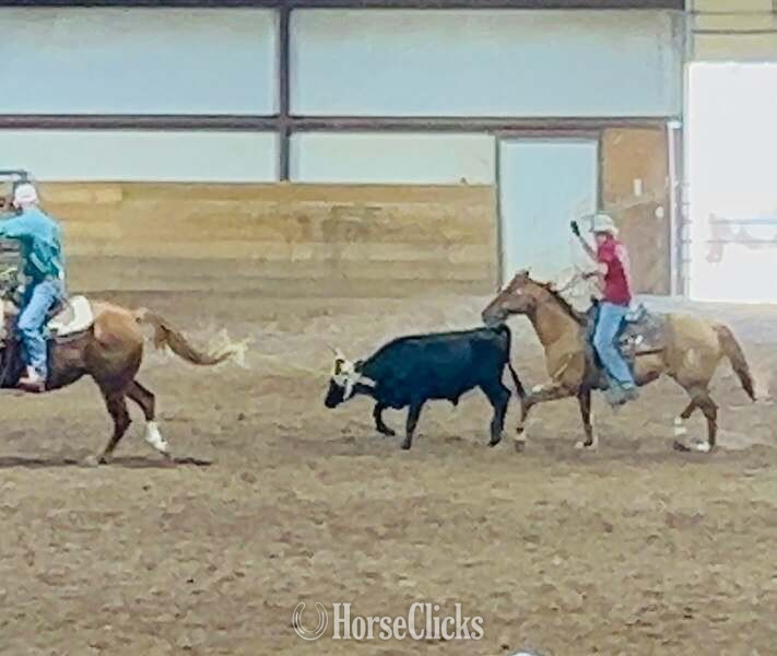 "Chicken Nugget" Sorrel Gelding Quarter Horse - Quarter Horse in Texas