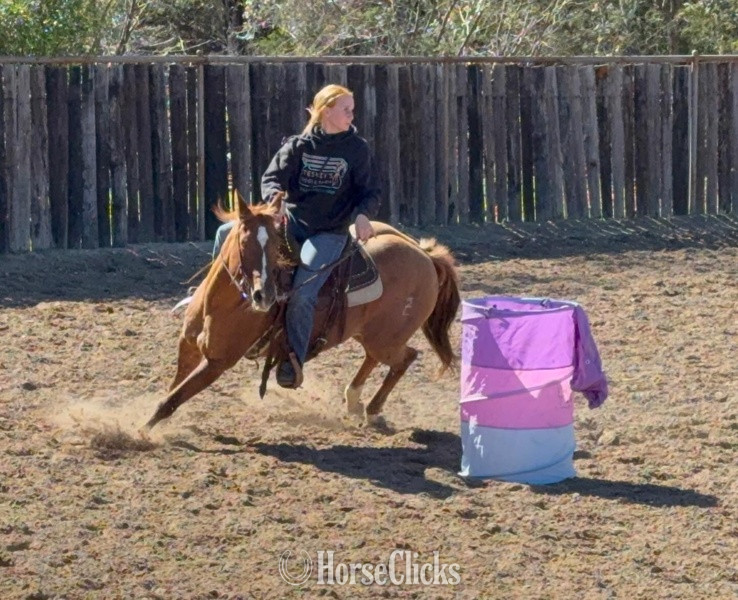 "Chicken Nugget" Sorrel Gelding Quarter Horse - Quarter Horse