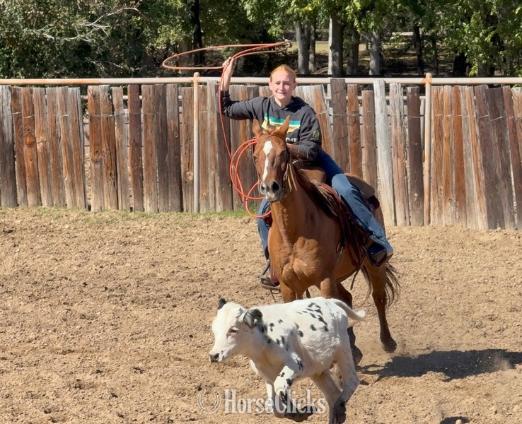 "Chicken Nugget" Sorrel Gelding Quarter Horse Texas