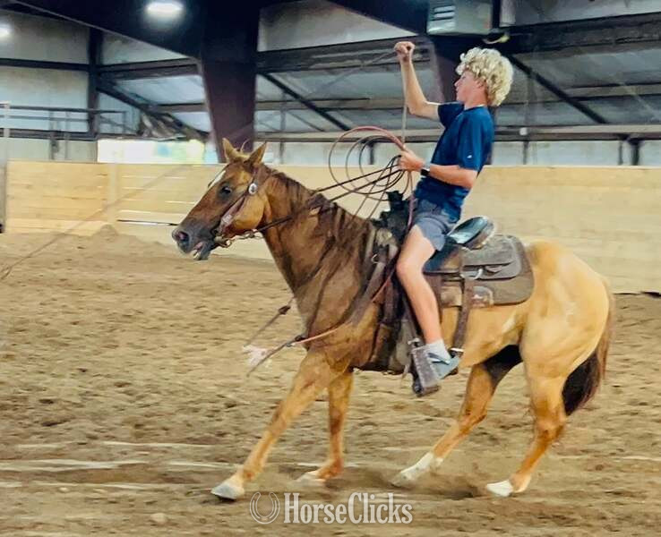 Quarter Horse - "Chicken Nugget" Sorrel Gelding Quarter Horse in Texas