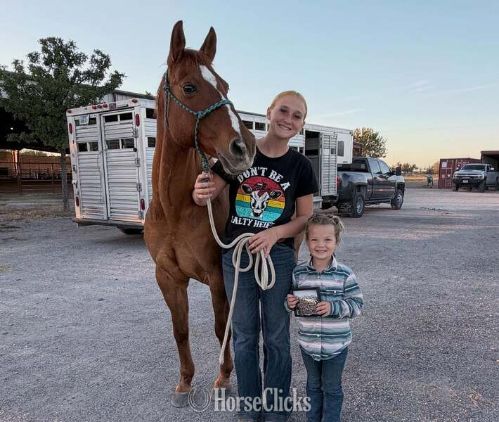 Quarter Horse - "Chicken Nugget" Sorrel Gelding Quarter Horse