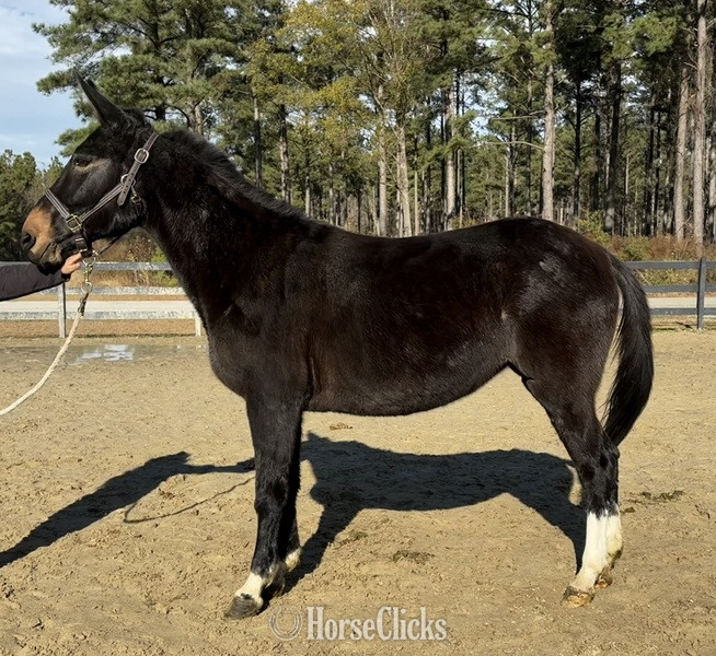"Loretta" Black Mare Mule in North Carolina