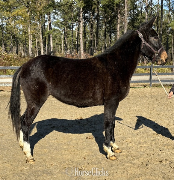 "Loretta" Black Mare Mule