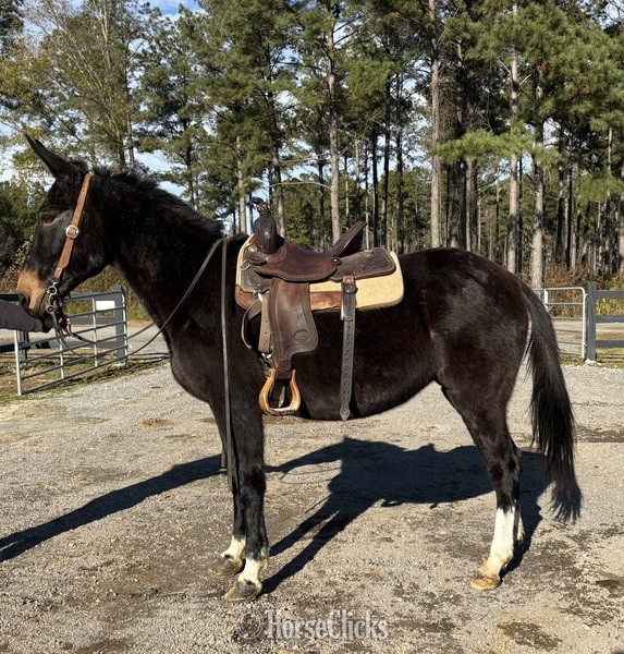 North Carolina "Loretta" Black Mare Mule
