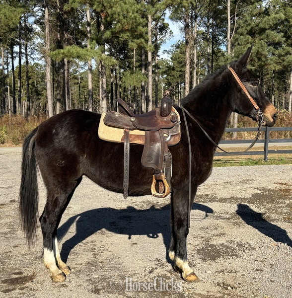"Loretta" Black Mare Mule - Mule in North Carolina