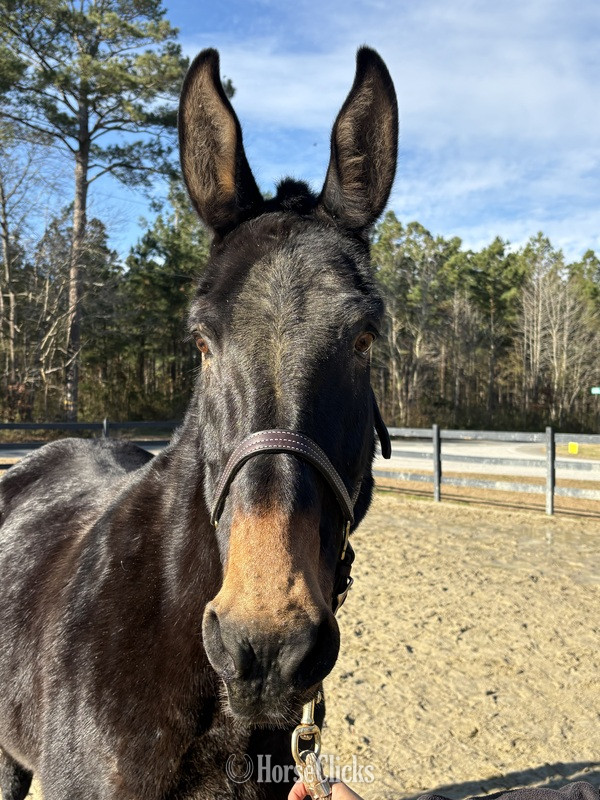 "Loretta" Black Mare Mule - Mule