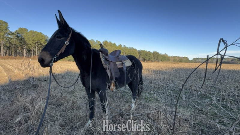 "Loretta" Black Mare Mule North Carolina