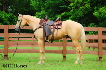 "ZIPS DREAMIN GOLD" Palomino Mare Quarter Horse