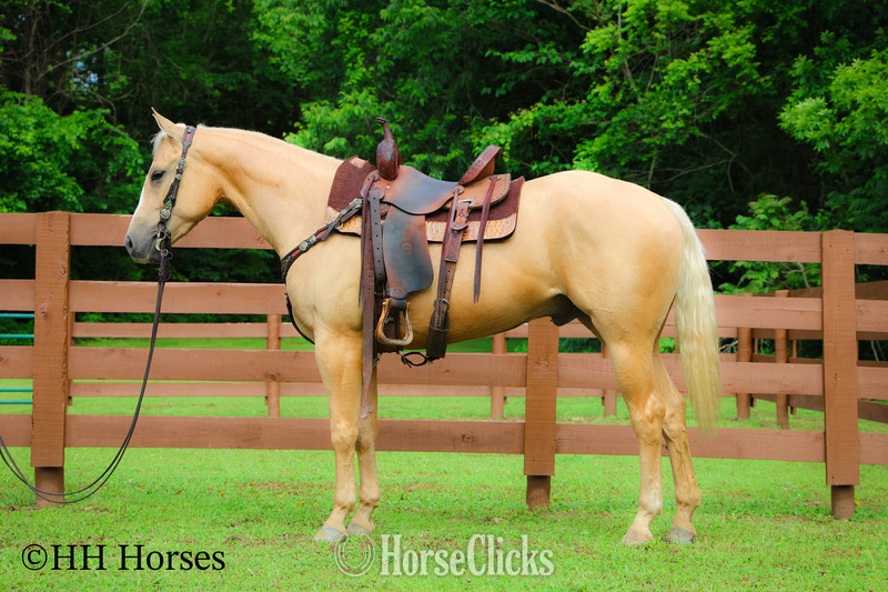 "ZIPS DREAMIN GOLD" Palomino Mare Quarter Horse in Kentucky