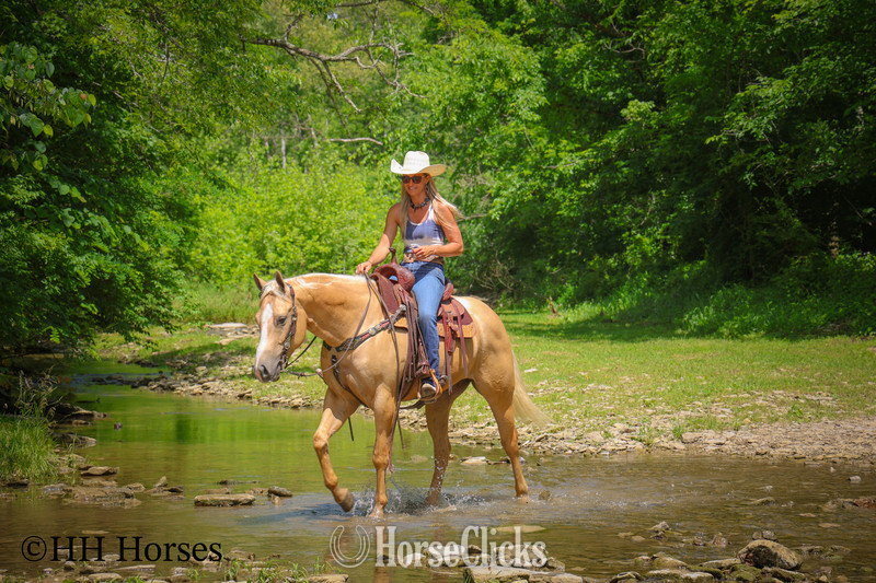 "ZIPS DREAMIN GOLD" Palomino Mare Quarter Horse