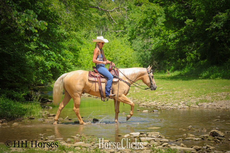 Kentucky "ZIPS DREAMIN GOLD" Palomino Mare Quarter Horse