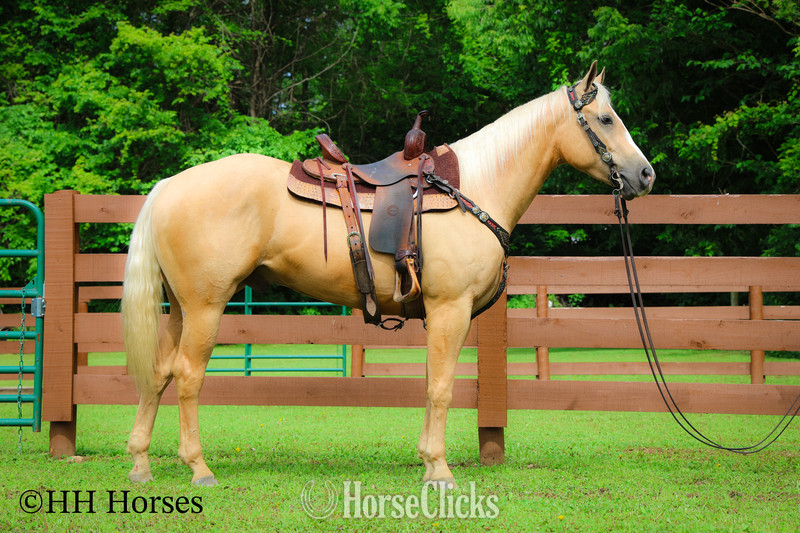 "ZIPS DREAMIN GOLD" Palomino Mare Quarter Horse - Quarter Horse in Kentucky