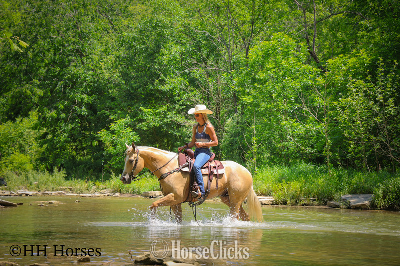 "ZIPS DREAMIN GOLD" Palomino Mare Quarter Horse - Quarter Horse