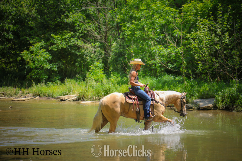 "ZIPS DREAMIN GOLD" Palomino Mare Quarter Horse Kentucky