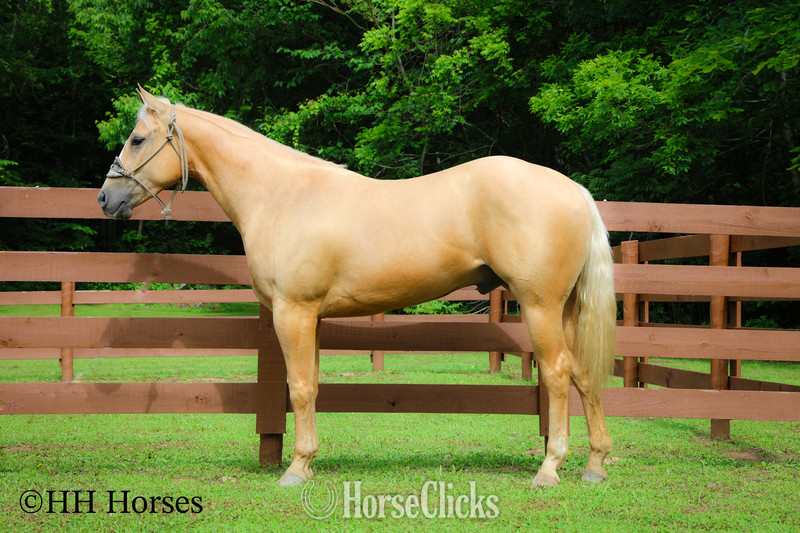 Quarter Horse - "ZIPS DREAMIN GOLD" Palomino Mare Quarter Horse in Kentucky