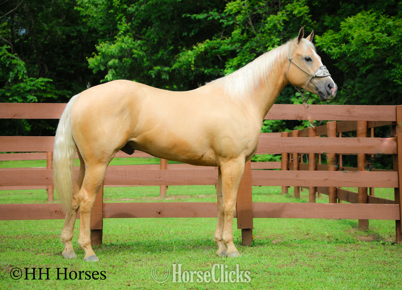 Quarter Horse - "ZIPS DREAMIN GOLD" Palomino Mare Quarter Horse