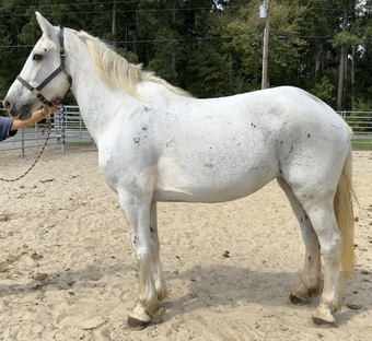 "Grey" Grey Mare Draft