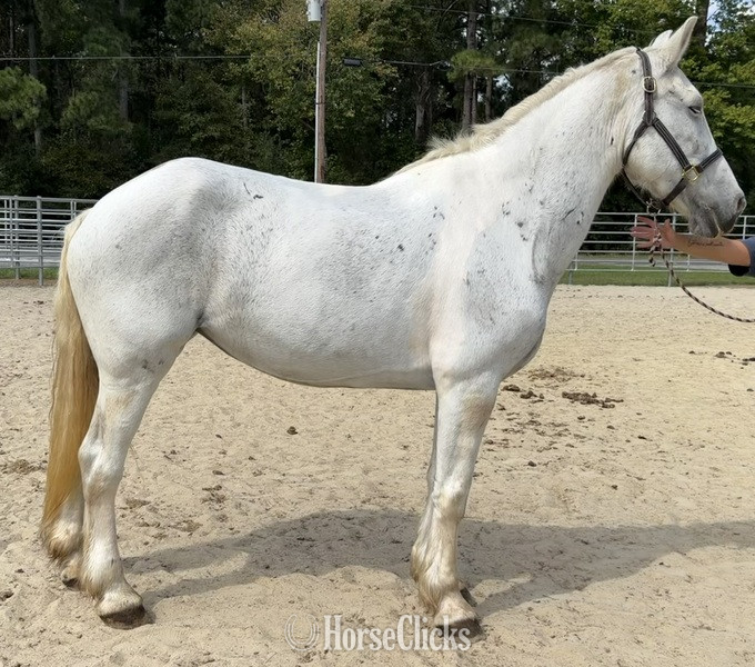 "Grey" Grey Mare Draft