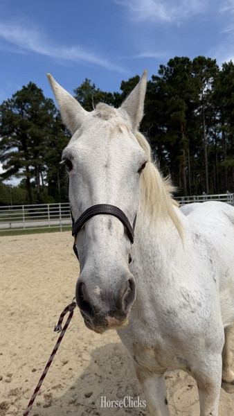 North Carolina "Grey" Grey Mare Draft