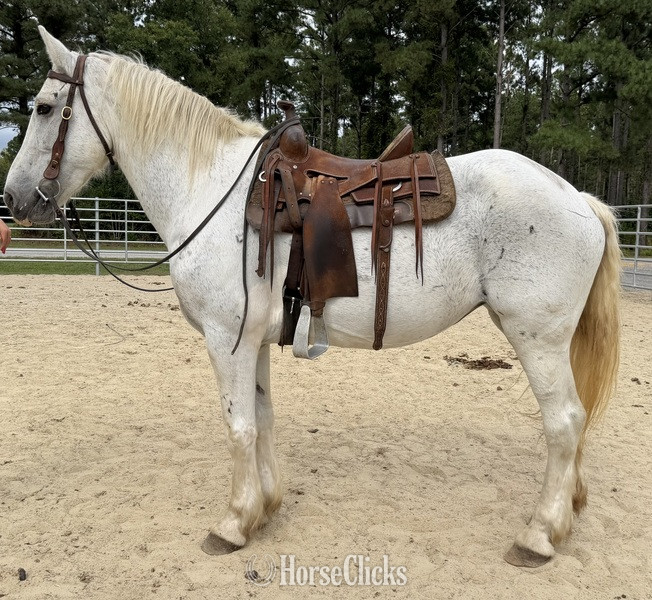 "Grey" Grey Mare Draft - Draft in North Carolina