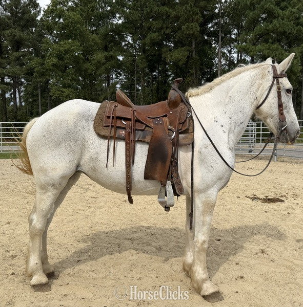 "Grey" Grey Mare Draft - Draft
