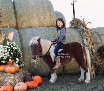 "Ella" Sorrel Mare Pony