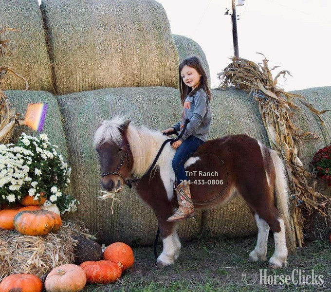 "Ella" Sorrel Mare Pony in Texas