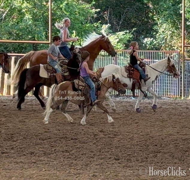 "Ella" Sorrel Mare Pony