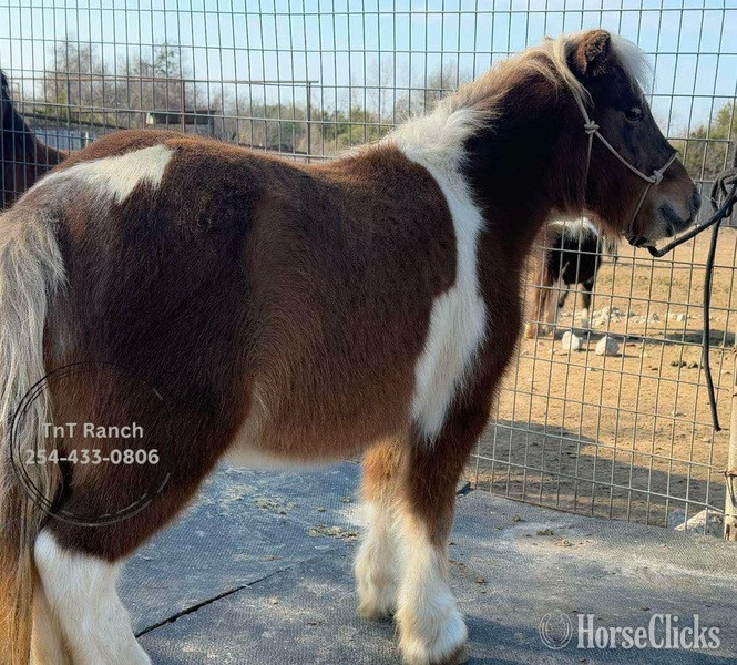 Texas "Ella" Sorrel Mare Pony