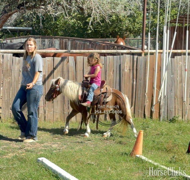 "Ella" Sorrel Mare Pony - Pony in Texas