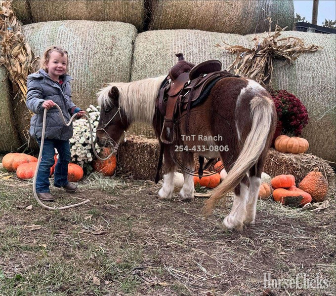 "Ella" Sorrel Mare Pony - Pony