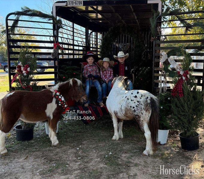 "Ella" Sorrel Mare Pony Texas