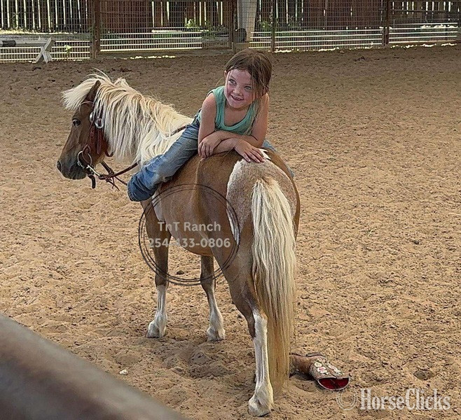 Pony - "Ella" Sorrel Mare Pony in Texas